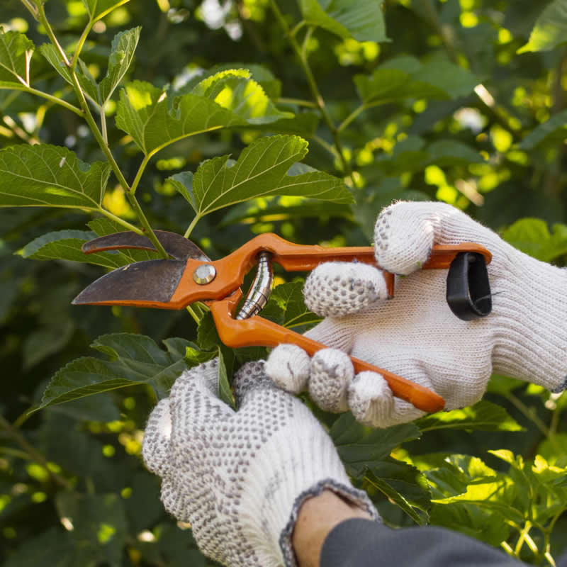 Gardening training service