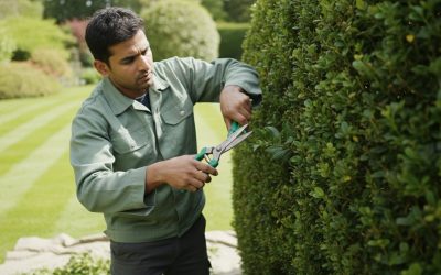 Professional Pruning Service Kingston: The 2026 Homeowner’s Guide